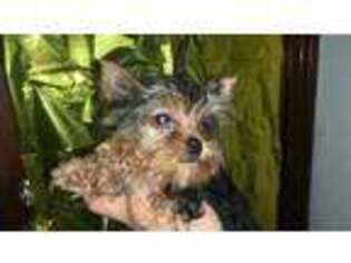 Yorkshire Terrier Puppy for sale in North Bergen, NJ, USA