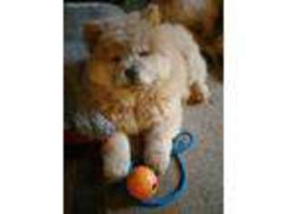 Chow Chow Puppy for sale in Brighton, MI, USA