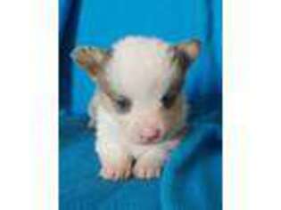 Pembroke Welsh Corgi Puppy for sale in Seneca, MO, USA