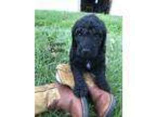 Labradoodle Puppy for sale in Collinsville, OK, USA