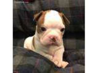 Boston Terrier Puppy for sale in Hollywood, FL, USA