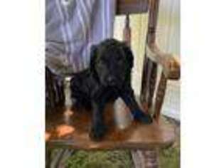 Goldendoodle Puppy for sale in Roanoke, IL, USA