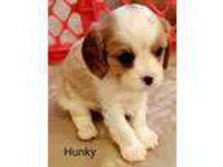 Cavalier King Charles Spaniel Puppy for sale in Monroe, NC, USA
