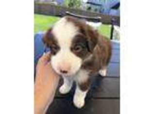 Miniature Australian Shepherd Puppy for sale in Meridian, ID, USA