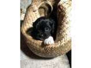 Mutt Puppy for sale in Danvers, MA, USA