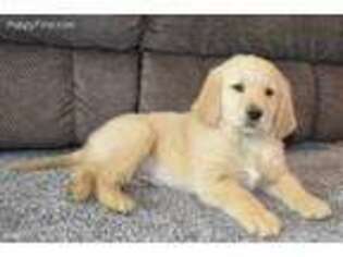 Golden Retriever Puppy for sale in Cincinnati, OH, USA