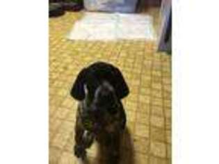 German Shorthaired Pointer Puppy for sale in Elizabethtown, NC, USA