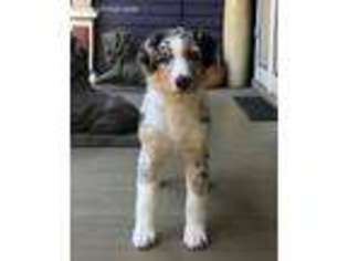 Australian Shepherd Puppy for sale in Salem, VA, USA