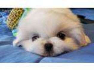 Pekingese Puppy for sale in Baltimore, MD, USA