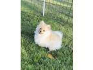 Pomeranian Puppy for sale in Lancaster, MO, USA