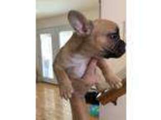 French Bulldog Puppy for sale in Wareham, MA, USA