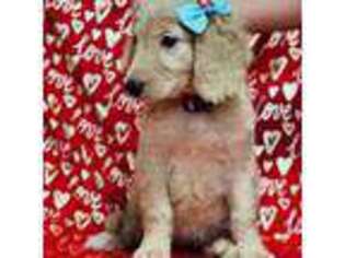 Goldendoodle Puppy for sale in Hollywood, FL, USA