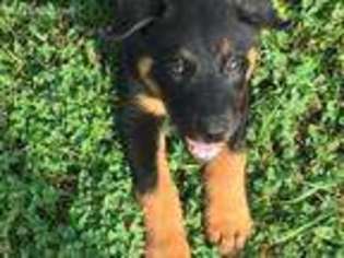 Beauceron Puppy for sale in Unknown, , USA