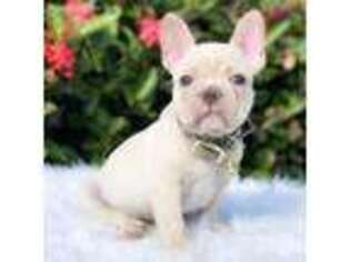 French Bulldog Puppy for sale in Pembroke Pines, FL, USA