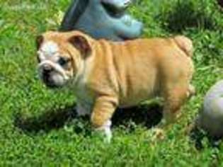 Bulldog Puppy for sale in Exeter, MO, USA