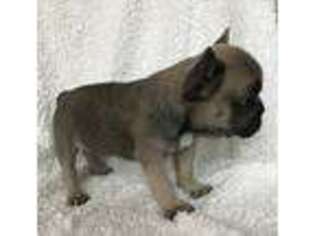 French Bulldog Puppy for sale in Mohnton, PA, USA