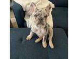 French Bulldog Puppy for sale in Somonauk, IL, USA