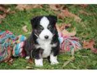 Miniature Australian Shepherd Puppy for sale in Hillsdale, MI, USA
