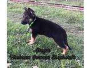 German Shepherd Dog Puppy for sale in Dibble, OK, USA
