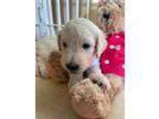 Goldendoodle Puppy for sale in Colfax, NC, USA