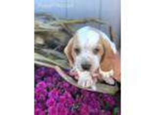 Basset Hound Puppy for sale in Dutton, AL, USA
