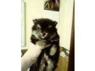Pomeranian Puppy for sale in Emlenton, PA, USA