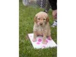 Goldendoodle Puppy for sale in Flint, MI, USA