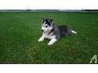 Siberian Husky Puppy for sale in WOODBURN, IN, USA