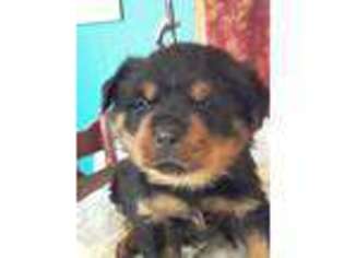 Rottweiler Puppy for sale in Huntington, TX, USA