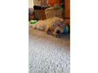 Goldendoodle Puppy for sale in Auburn, IN, USA