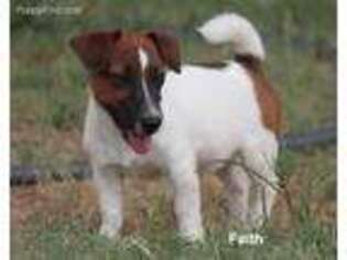 Jack Russell Terrier Puppy for sale in Seymour, TX, USA