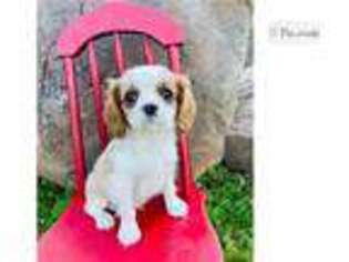 Cavalier King Charles Spaniel Puppy for sale in Fort Smith, AR, USA