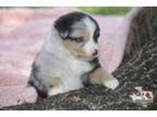 Miniature Australian Shepherd Puppy for sale in Allen, TX, USA