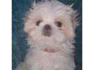 Maltese Puppy for sale in Allentown, PA, USA
