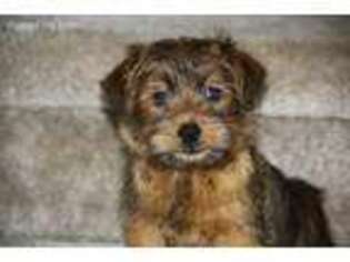 Norfolk Terrier Puppy for sale in Oxford, NJ, USA
