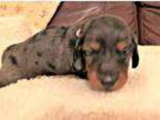 Dachshund Puppy for sale in Rudy, AR, USA