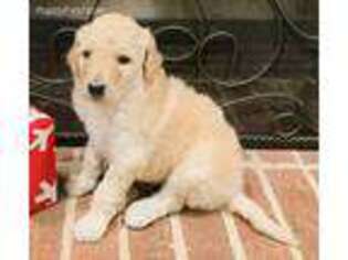 Goldendoodle Puppy for sale in Atlanta, GA, USA