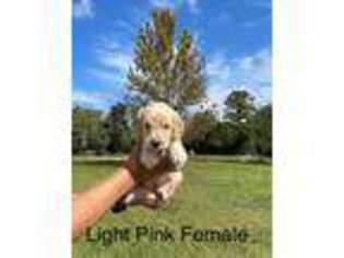 Goldendoodle Puppy for sale in Saint Cloud, FL, USA