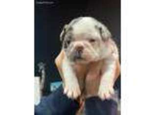 French Bulldog Puppy for sale in Wauseon, OH, USA