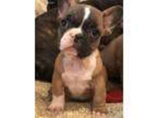French Bulldog Puppy for sale in Wilkes Barre, PA, USA