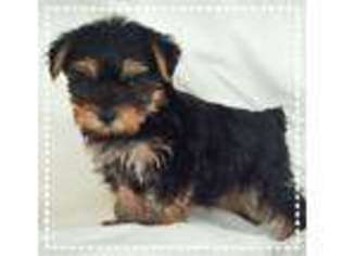Yorkshire Terrier Puppy for sale in Westminster, SC, USA