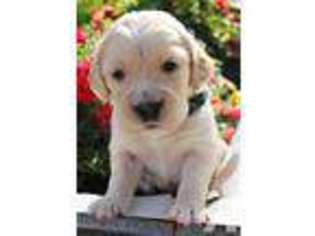 Labrador Retriever Puppy for sale in CARLSBAD, CA, USA