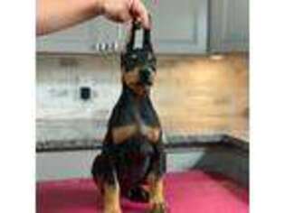 Doberman Pinscher Puppy for sale in Dunbar, PA, USA