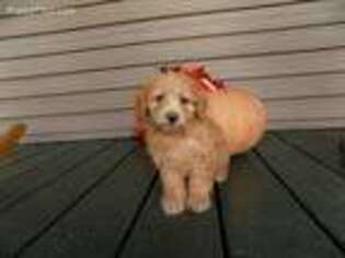 Mutt Puppy for sale in Russellville, IN, USA