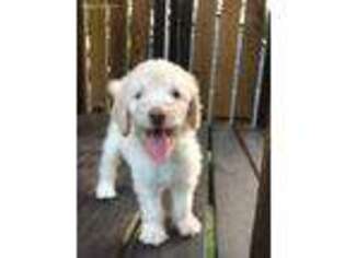Goldendoodle Puppy for sale in Graham, TX, USA
