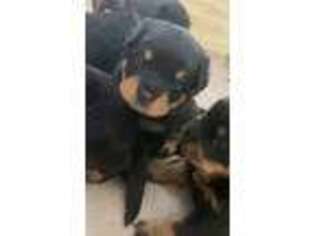 Rottweiler Puppy for sale in Katy, TX, USA