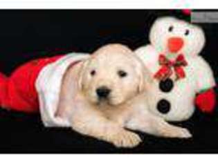 Golden Retriever Puppy for sale in Canton, OH, USA