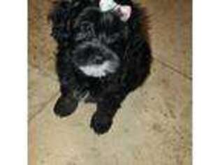 Shih-Poo Puppy for sale in Port Saint Lucie, FL, USA