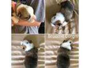 Pembroke Welsh Corgi Puppy for sale in Crescent, OK, USA