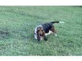 Basset Hound Puppy for sale in Checotah, OK, USA
